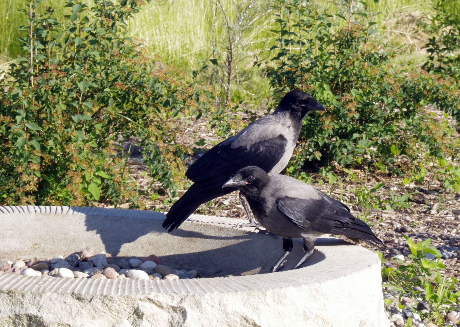 Pentax K-S2 sample photo. Crow, crows, bird photography