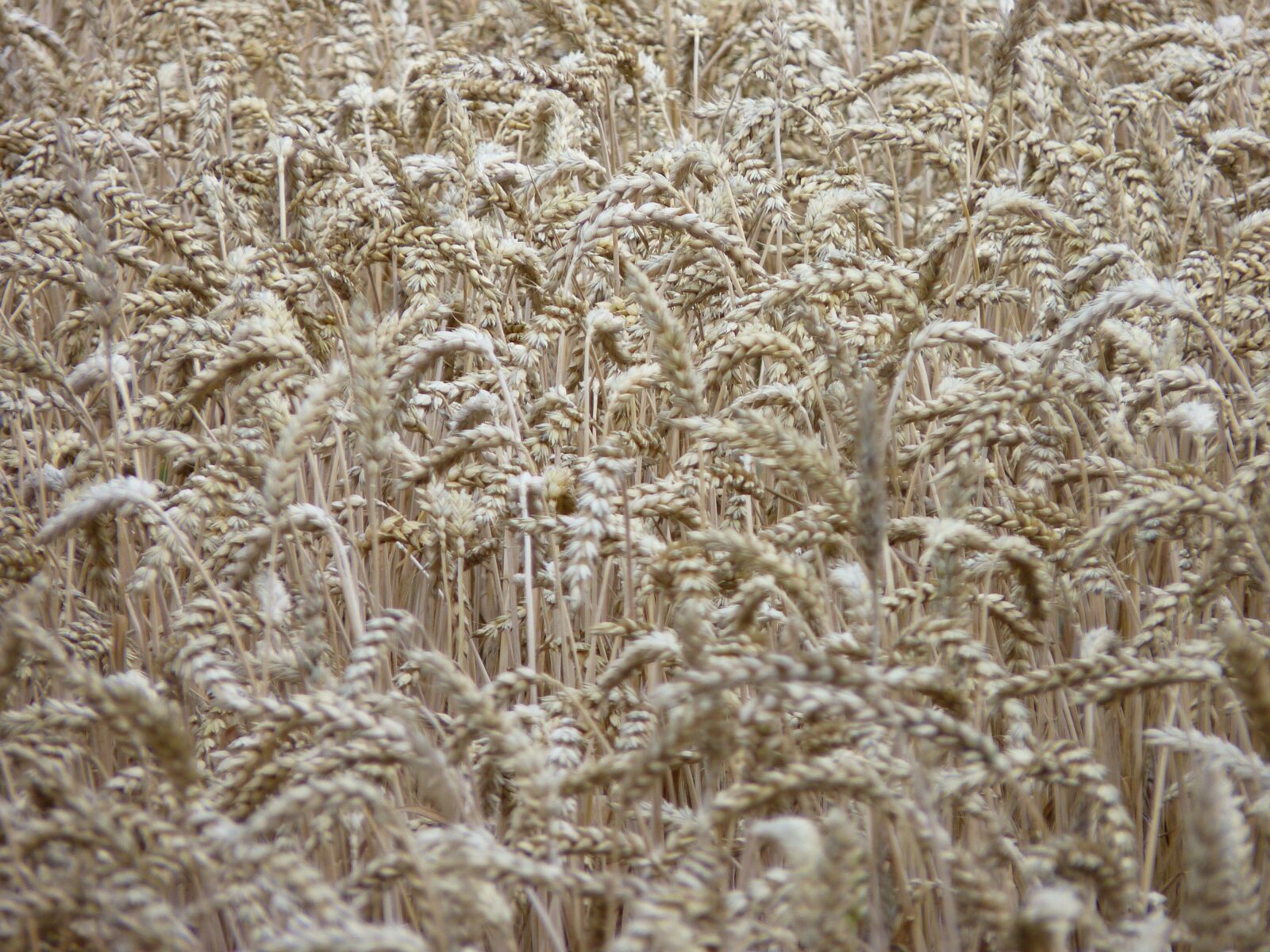 Panasonic Lumix DMC-FZ35 (Lumix DMC-FZ38) sample photo. Cornfield, spike, harvest photography