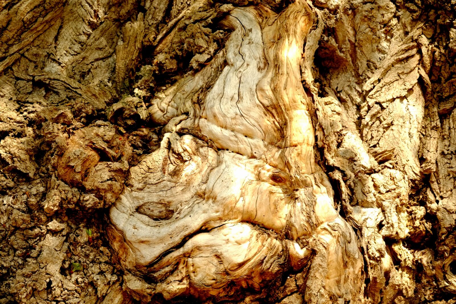 Fujifilm X-E1 sample photo. Tree, bark, log photography