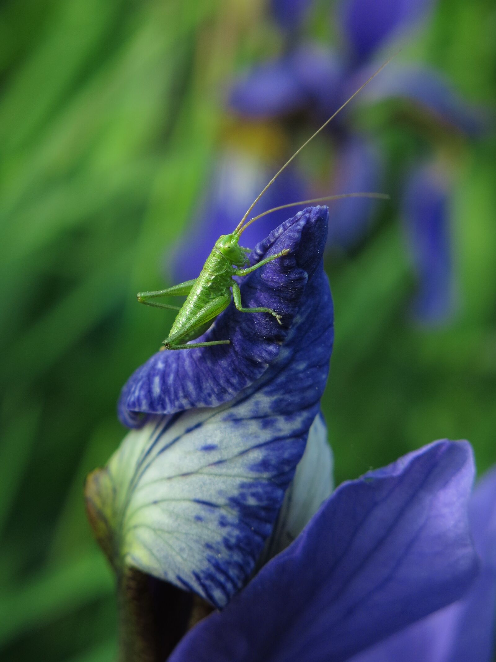 Canon PowerShot G15 sample photo. Long probe shrink, grasshopper photography