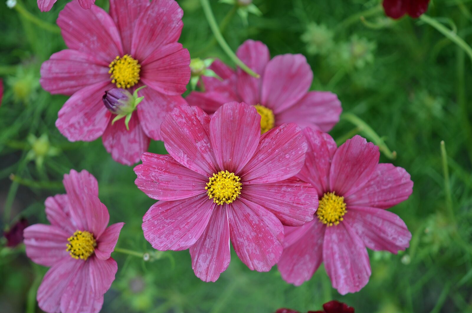 Nikon D7000 sample photo. Flower, natur, spring photography