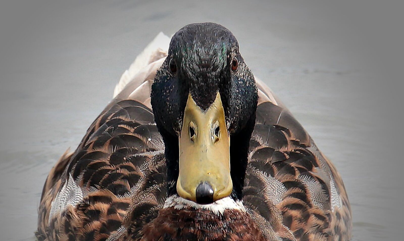 Canon EOS 550D (EOS Rebel T2i / EOS Kiss X4) sample photo. Duck, lake, water photography
