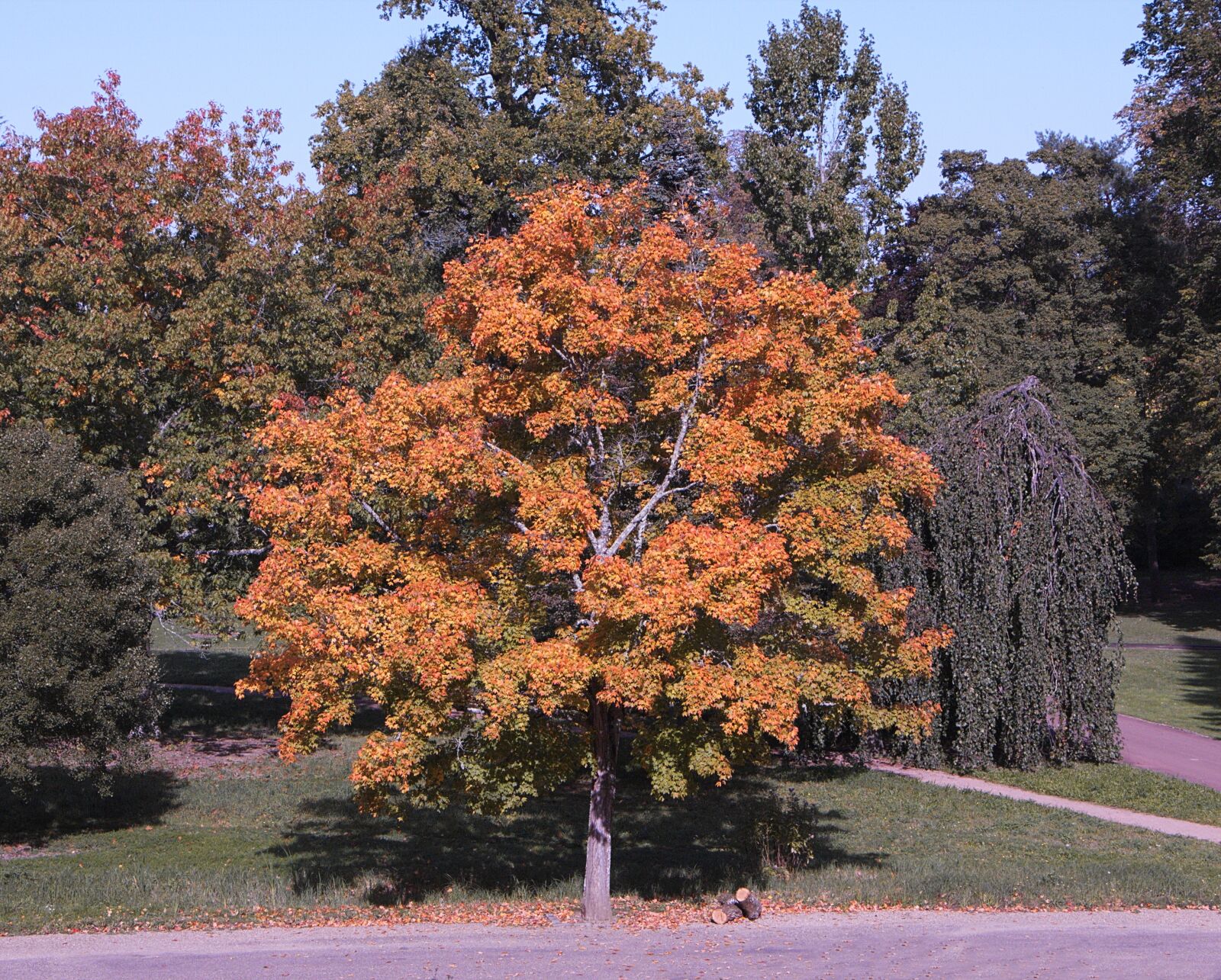 Canon EOS 70D sample photo. Tree, fall, colors photography