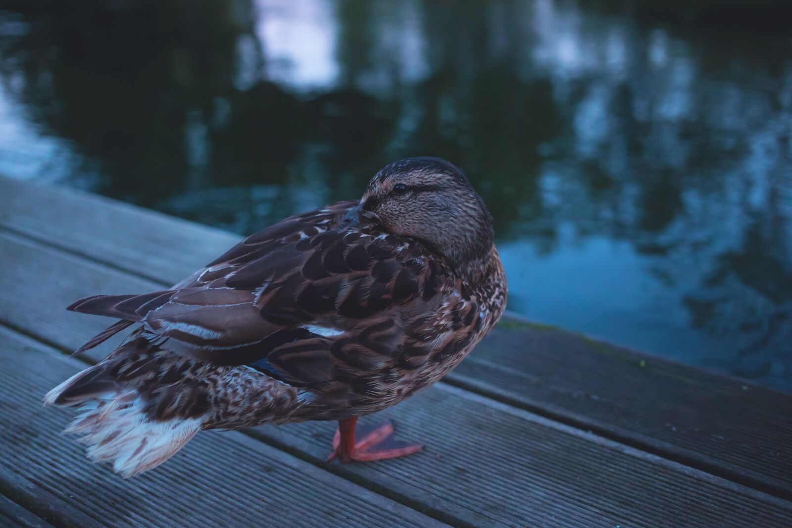 Canon EF 40mm F2.8 STM sample photo. Animals, beak, bird photography