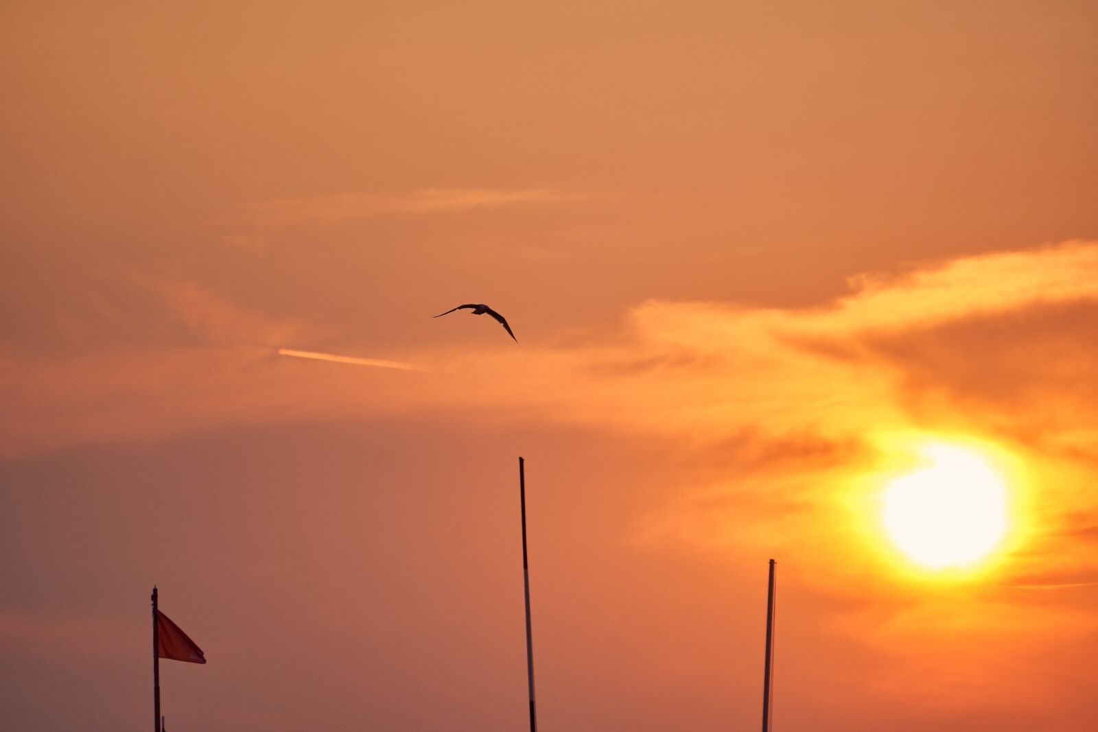 Sony E 55-210mm F4.5-6.3 OSS sample photo. Seagull, sunset, afterglow photography