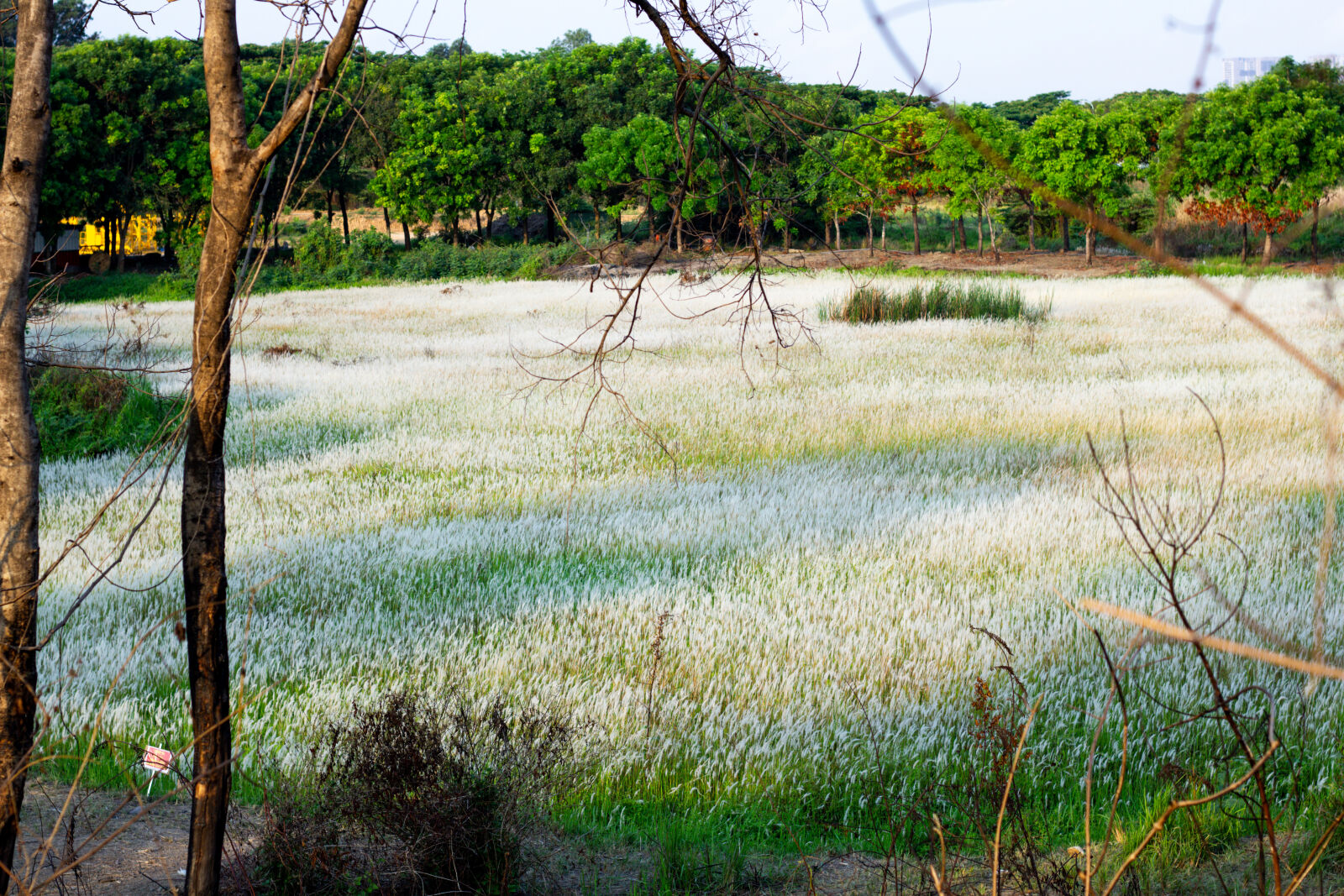 Canon EOS 550D (EOS Rebel T2i / EOS Kiss X4) sample photo. Grassland at hcm city photography