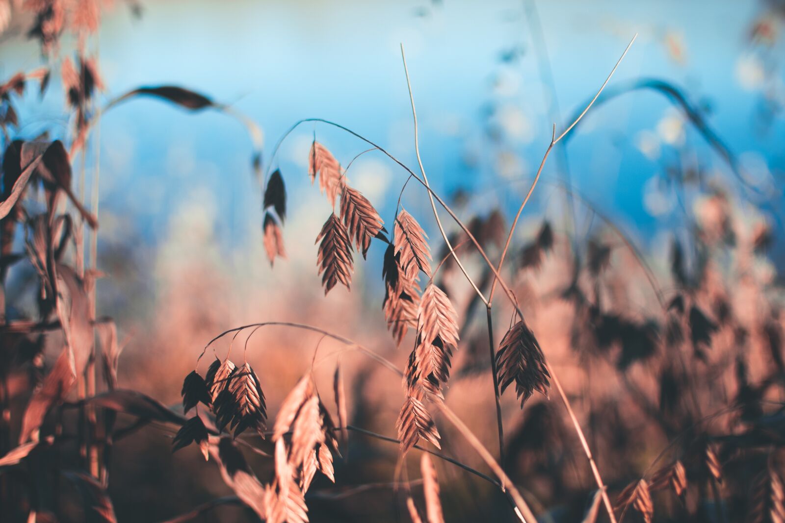Nikon D750 sample photo. Plants, leaves, foliage photography