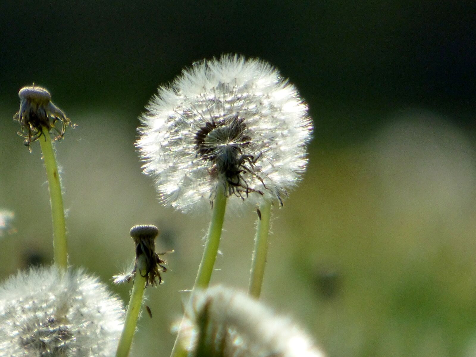 Panasonic DMC-FZ72 sample photo. Dandelions, flowers, nature photography