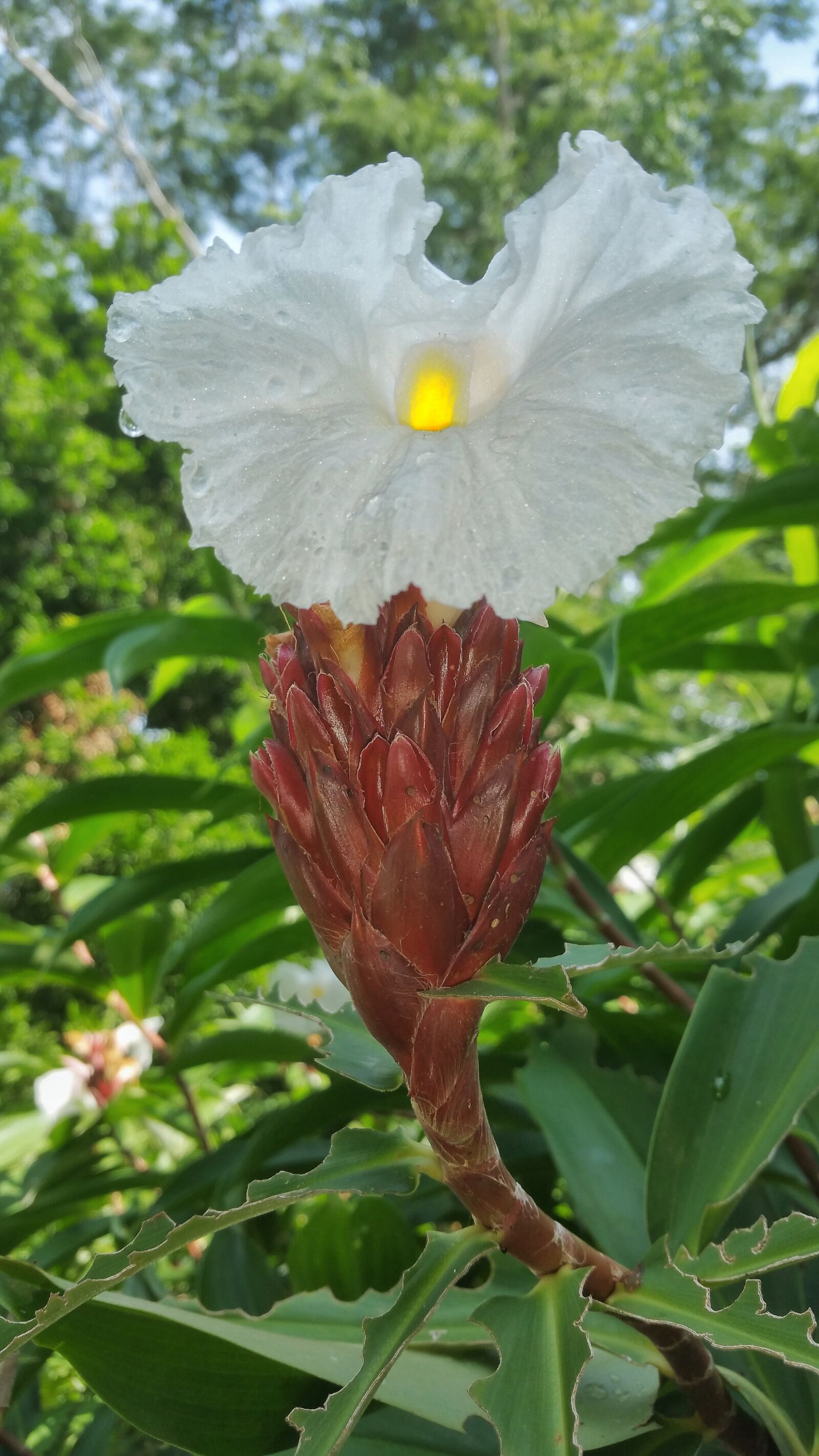 Samsung Galaxy Note4 sample photo. Flower, white, caribbean photography