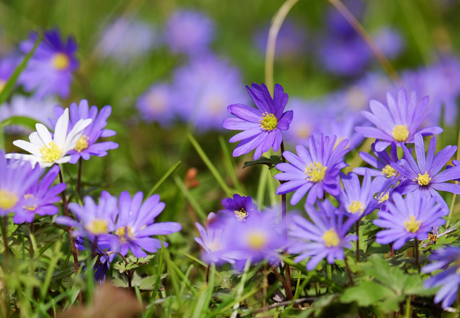 Fujifilm XF 55-200mm F3.5-4.8 R LM OIS sample photo. Balkan anemone, anemone, flowers photography
