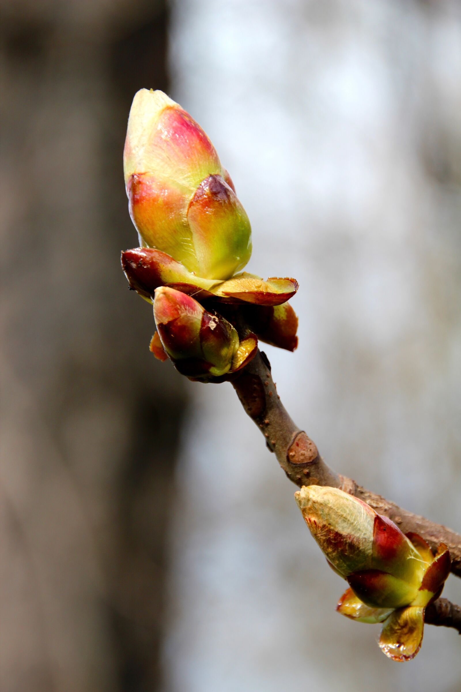 Canon EOS 600D (Rebel EOS T3i / EOS Kiss X5) sample photo. Bud, spring, tree photography