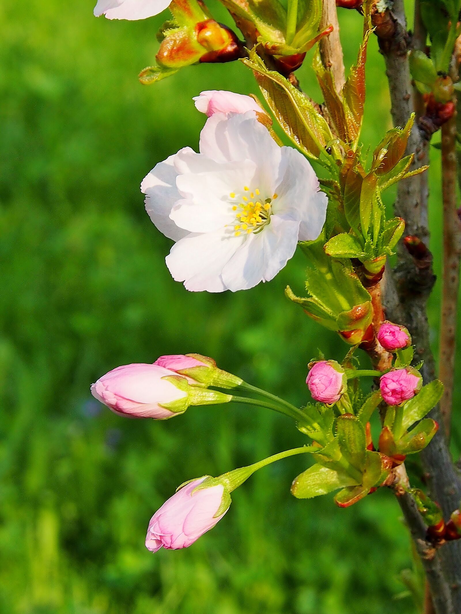 Olympus OM-D E-M5 sample photo. Flower, nature, plant photography