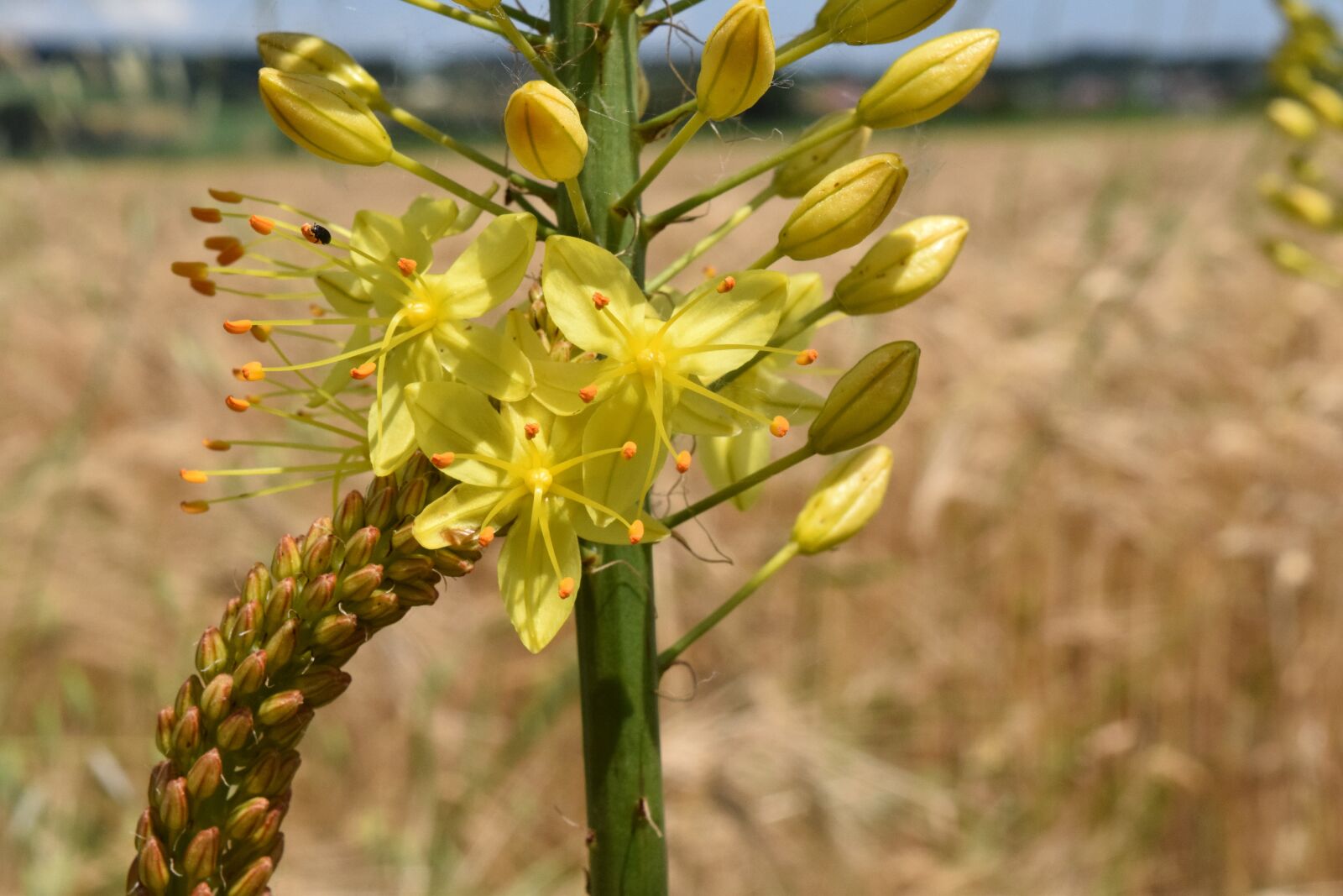 Nikon D3300 sample photo. Eremurus, steppe candles, desert photography