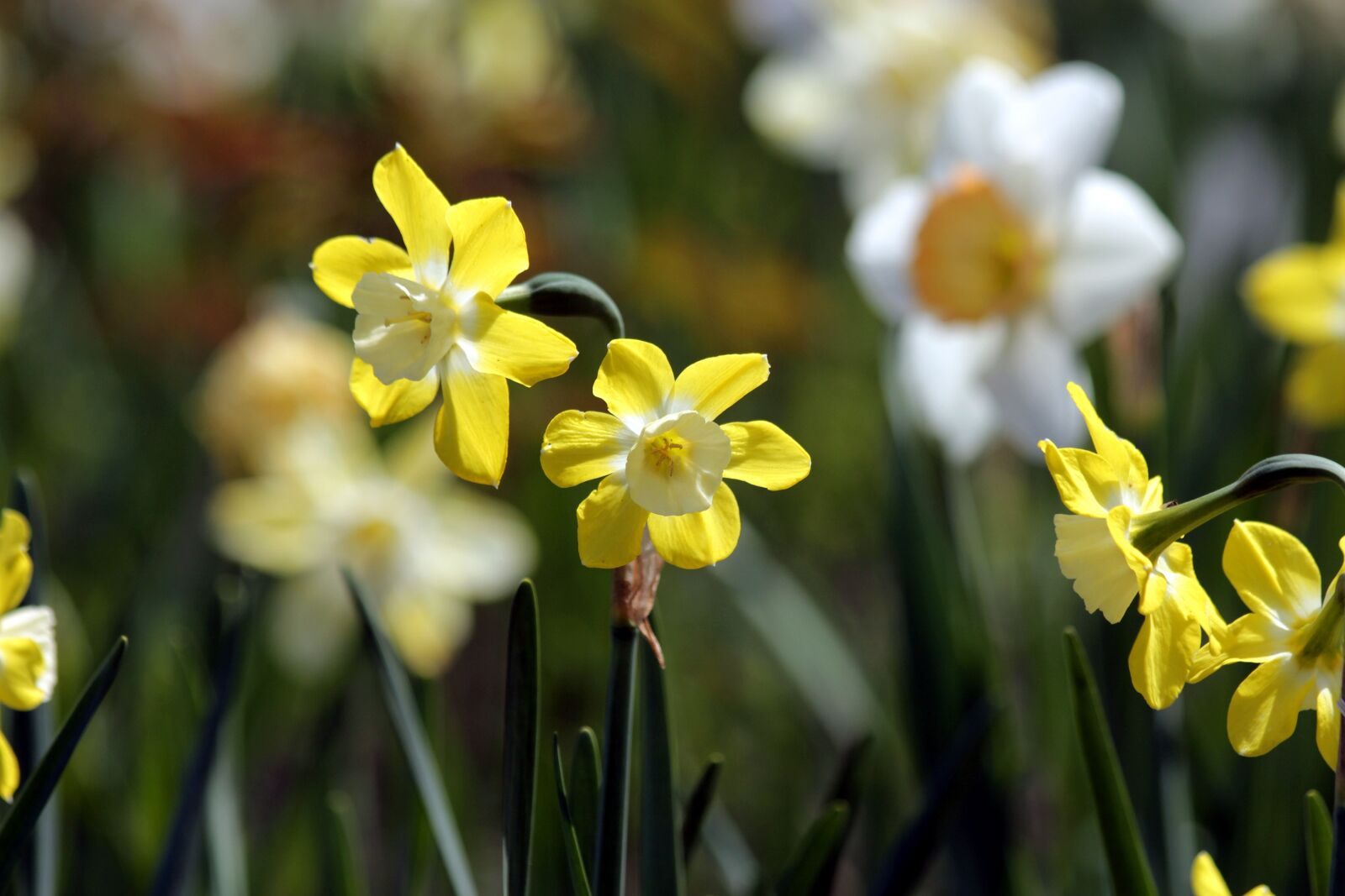 Canon EOS 650D (EOS Rebel T4i / EOS Kiss X6i) sample photo. Daffodils, flowers, narcissus photography