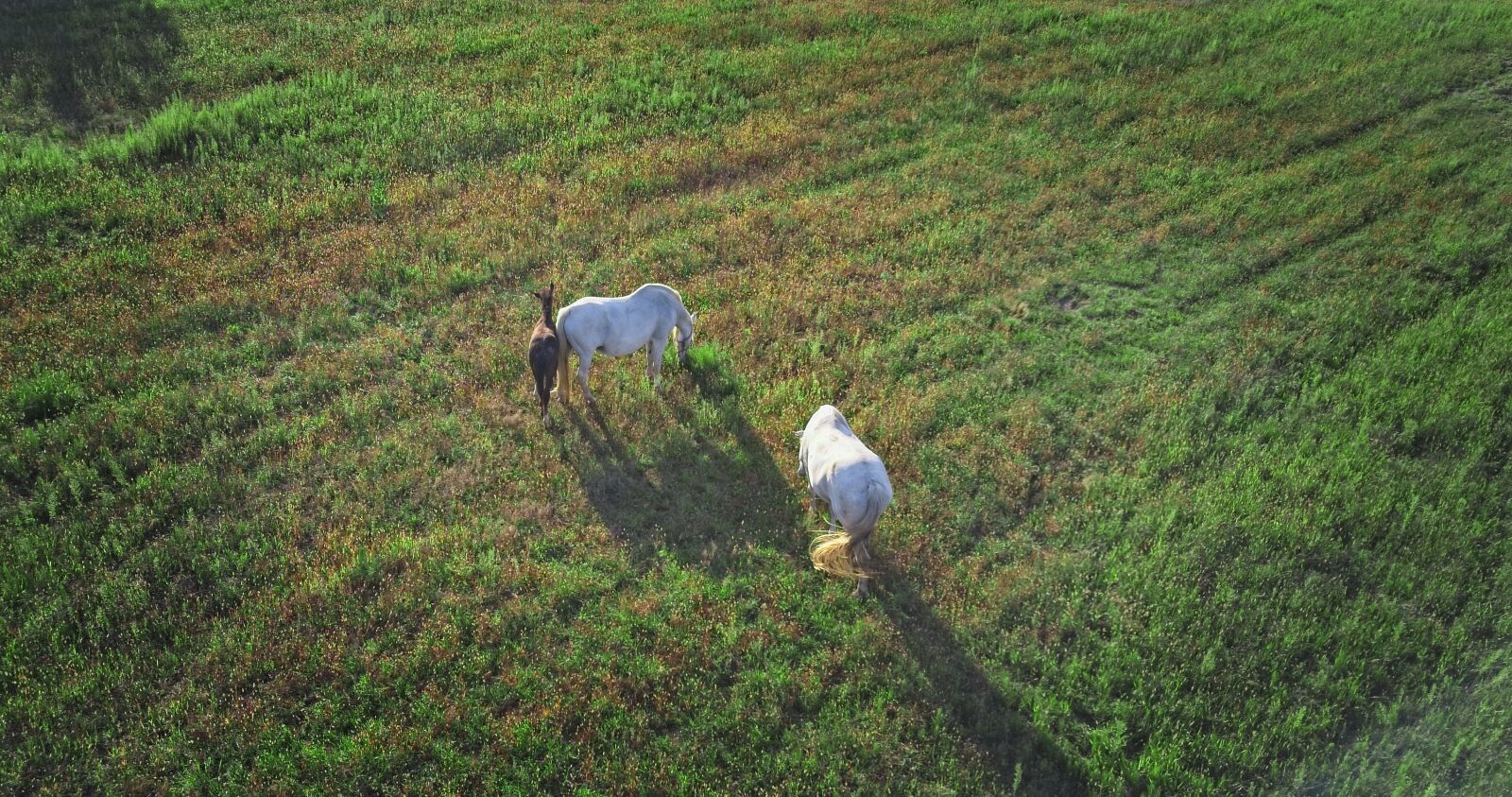 DJI FC220 sample photo. Horse, morning, nature photography