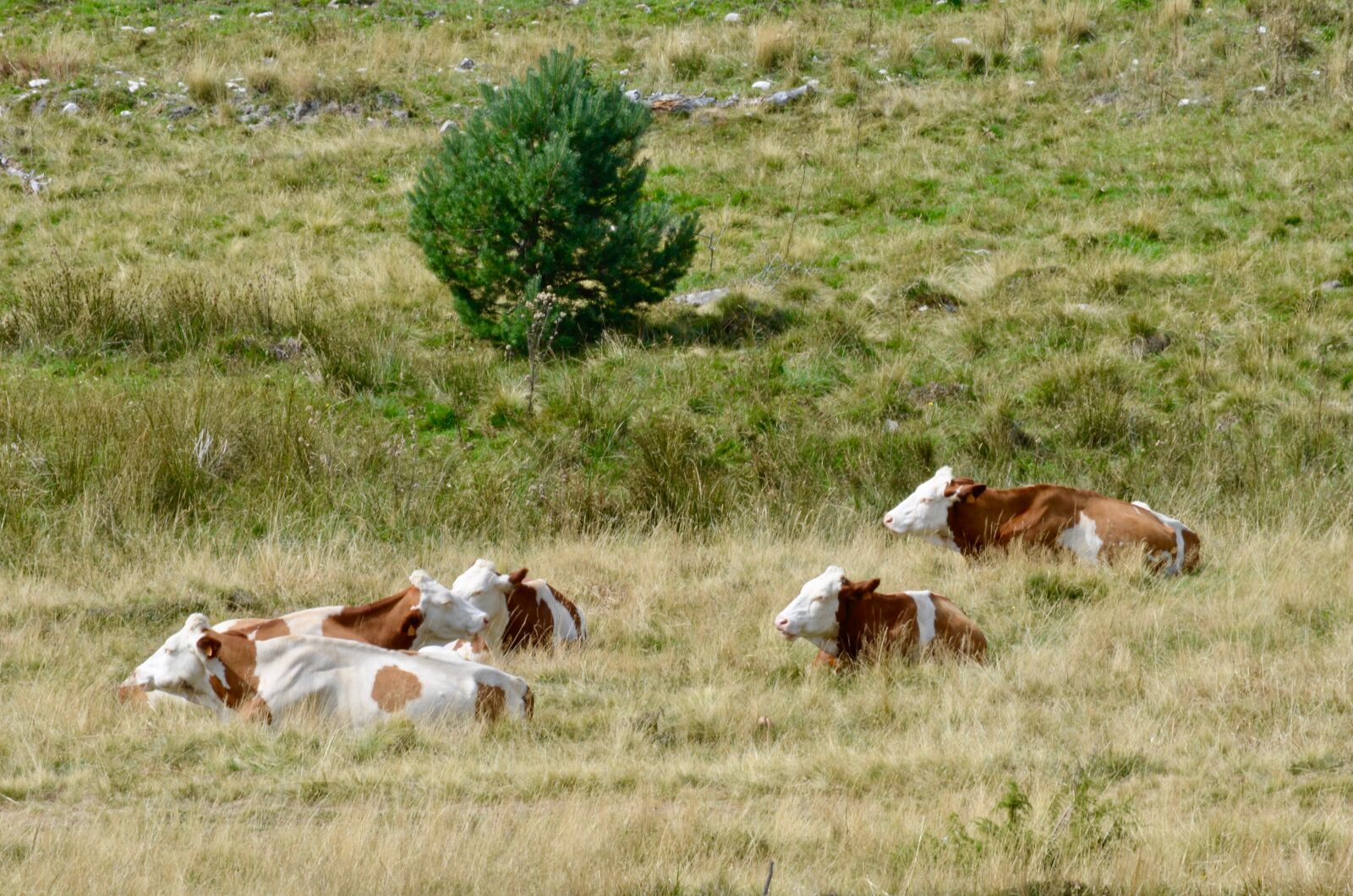 Nikon D5100 sample photo. Cow, pasture, cow pasture photography