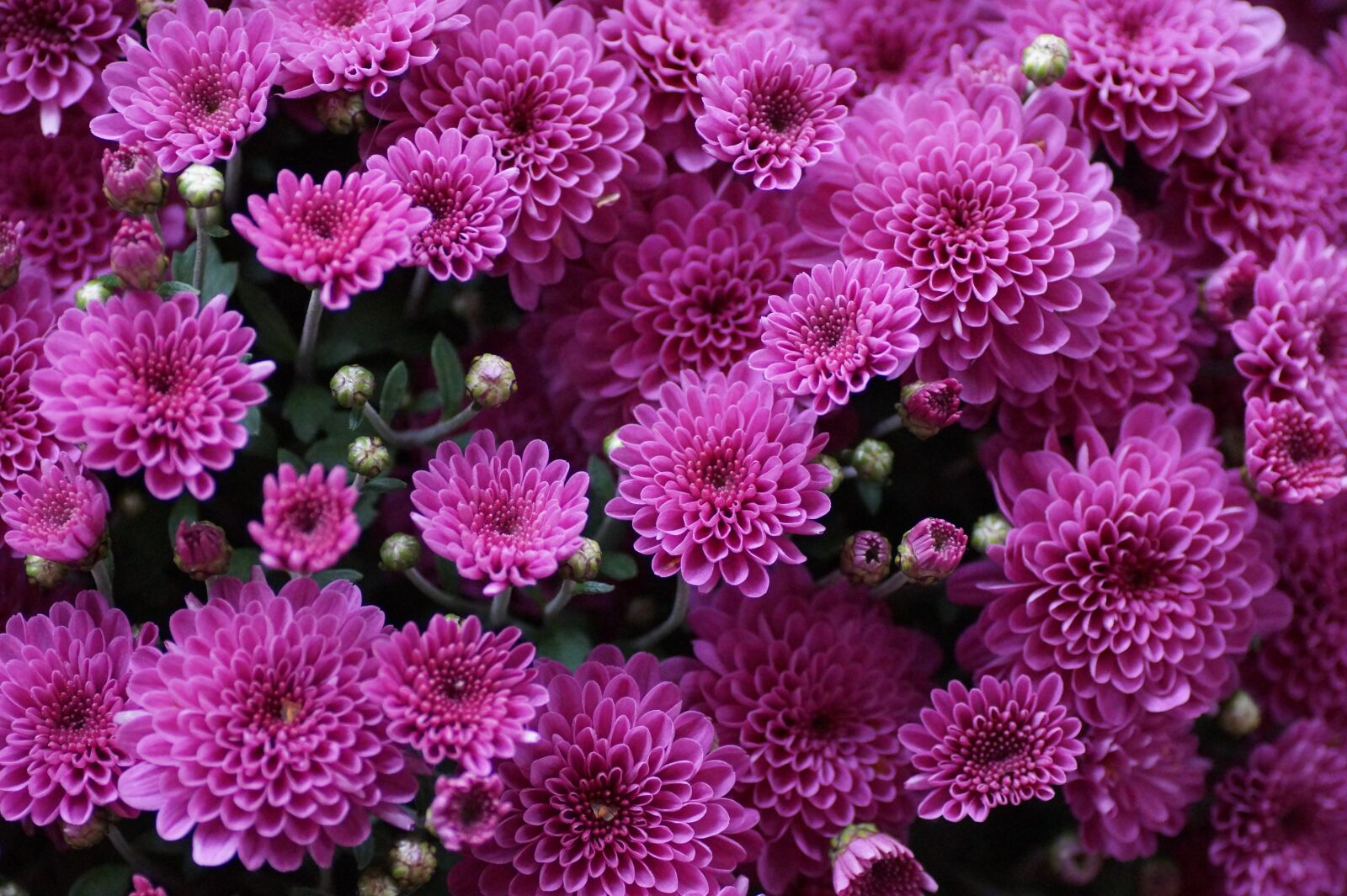 Sony SLT-A58 sample photo. The chrysanthemum, flower, purple photography