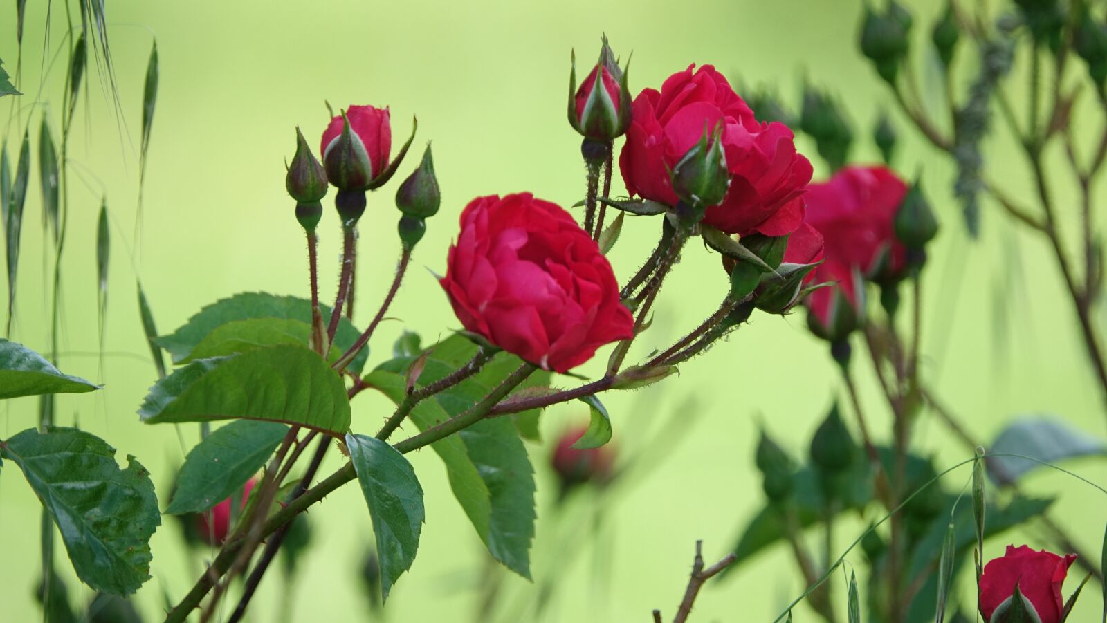 Sony Cyber-shot DSC-RX10 III sample photo. Roses, red, garden photography