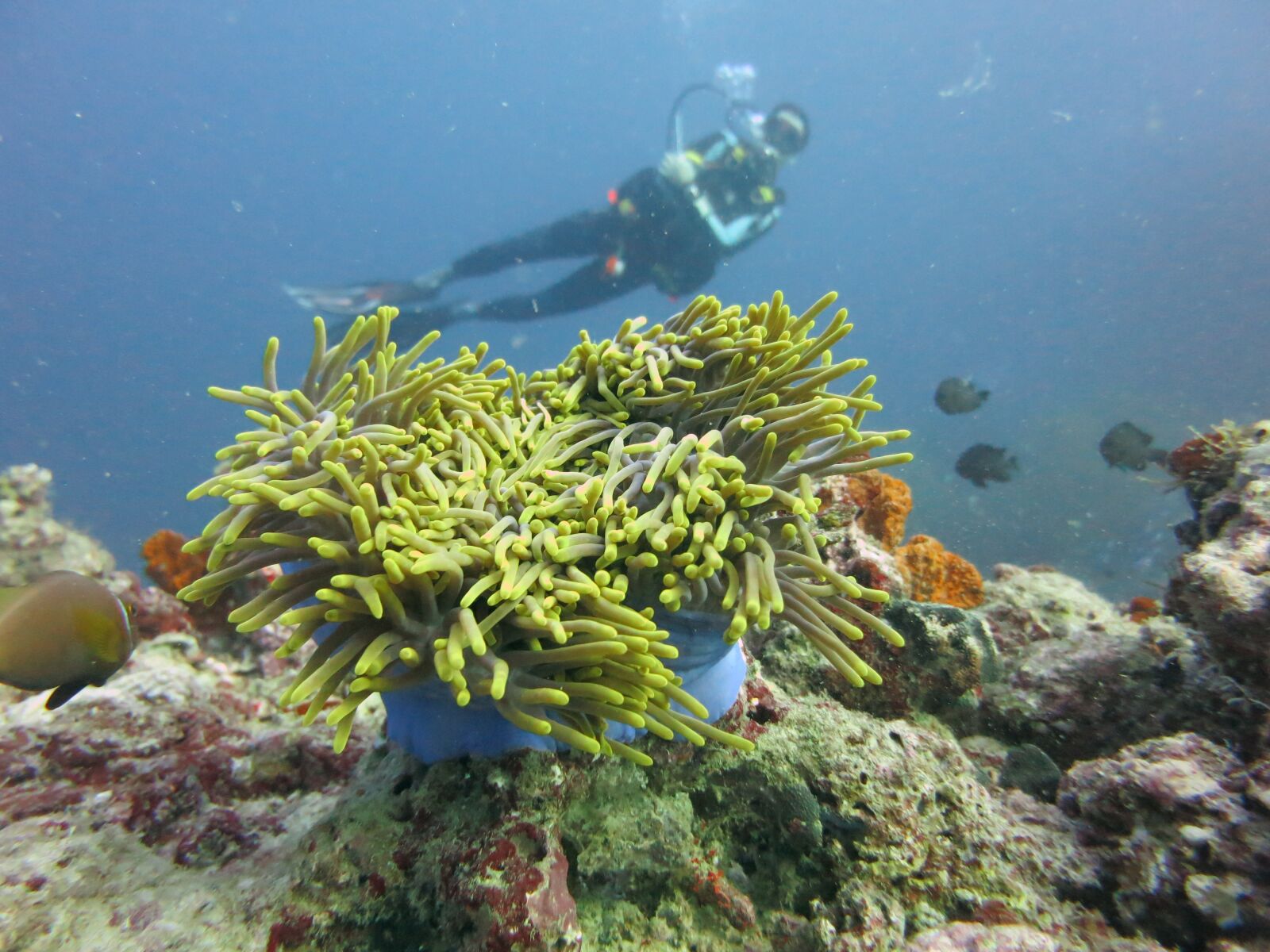 Canon PowerShot S110 sample photo. Scuba, diving, anemone photography