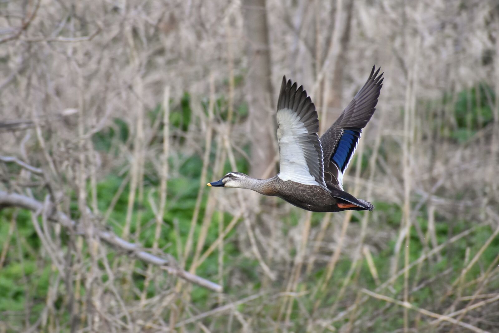 Nikon D7200 sample photo. Animal, river, waterside photography