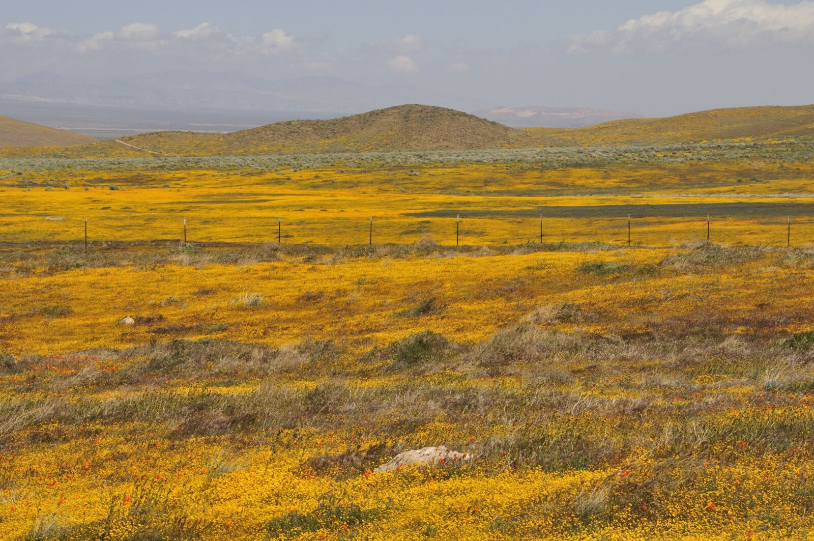 Nikon D300 sample photo. California, wildflowers, poppy fields photography