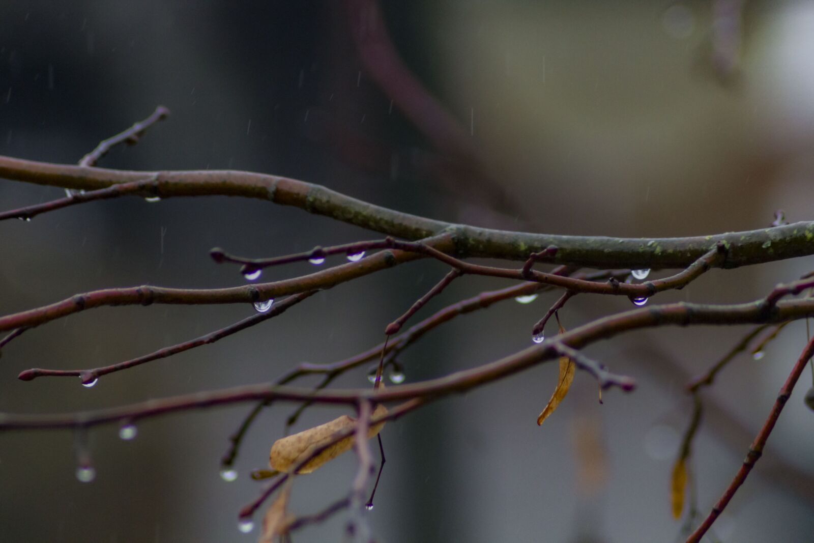 Canon EOS 1100D (EOS Rebel T3 / EOS Kiss X50) sample photo. Raindrop, branch, nature photography