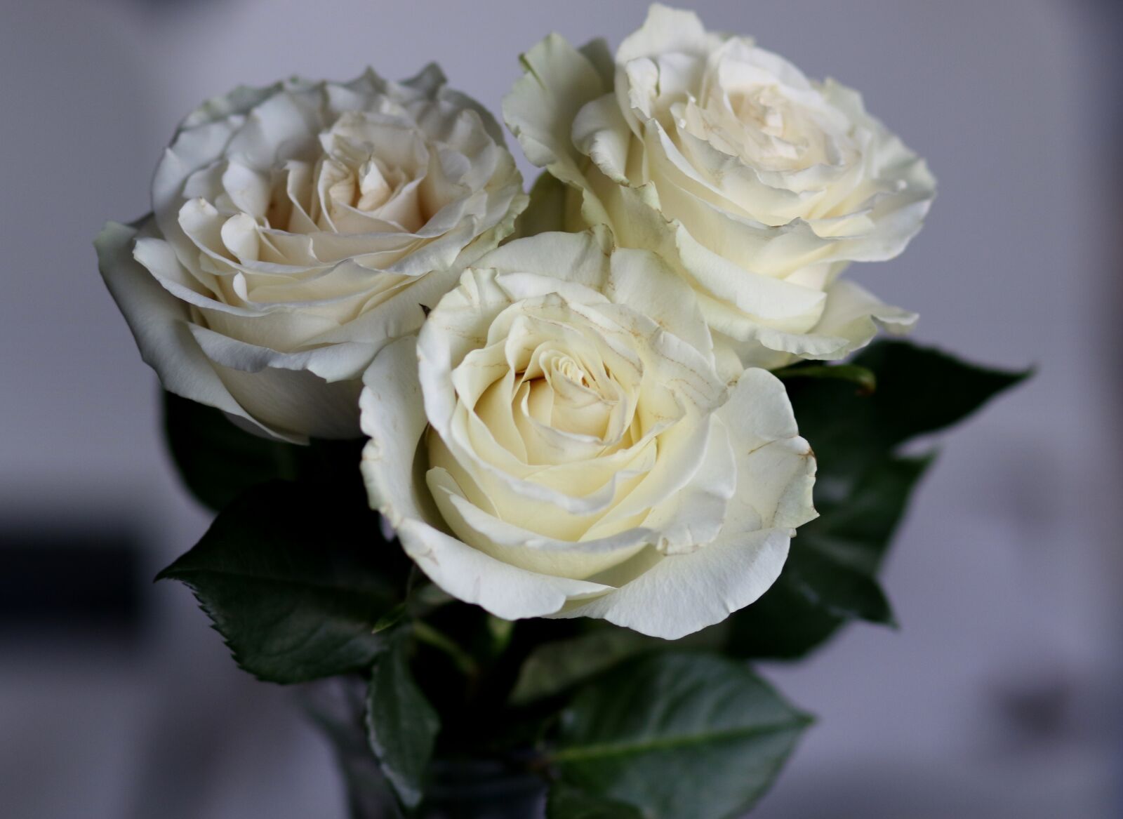 Canon EF 85mm F1.8 USM sample photo. Roses, white, petals photography