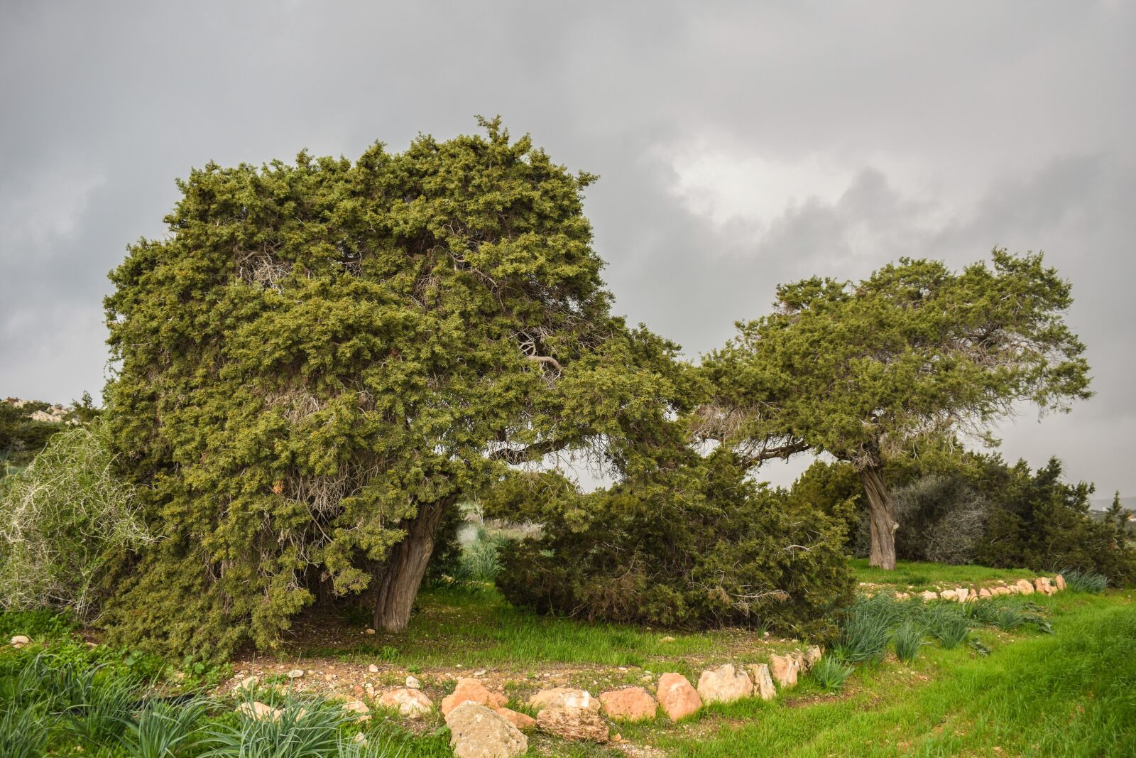 Nikon D3300 sample photo. Trees, meadow, landscape photography