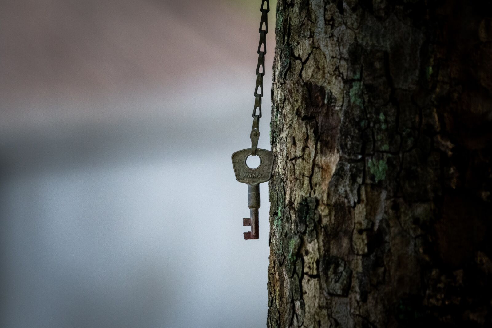 Nikon D500 sample photo. Key, bokeh, blur photography