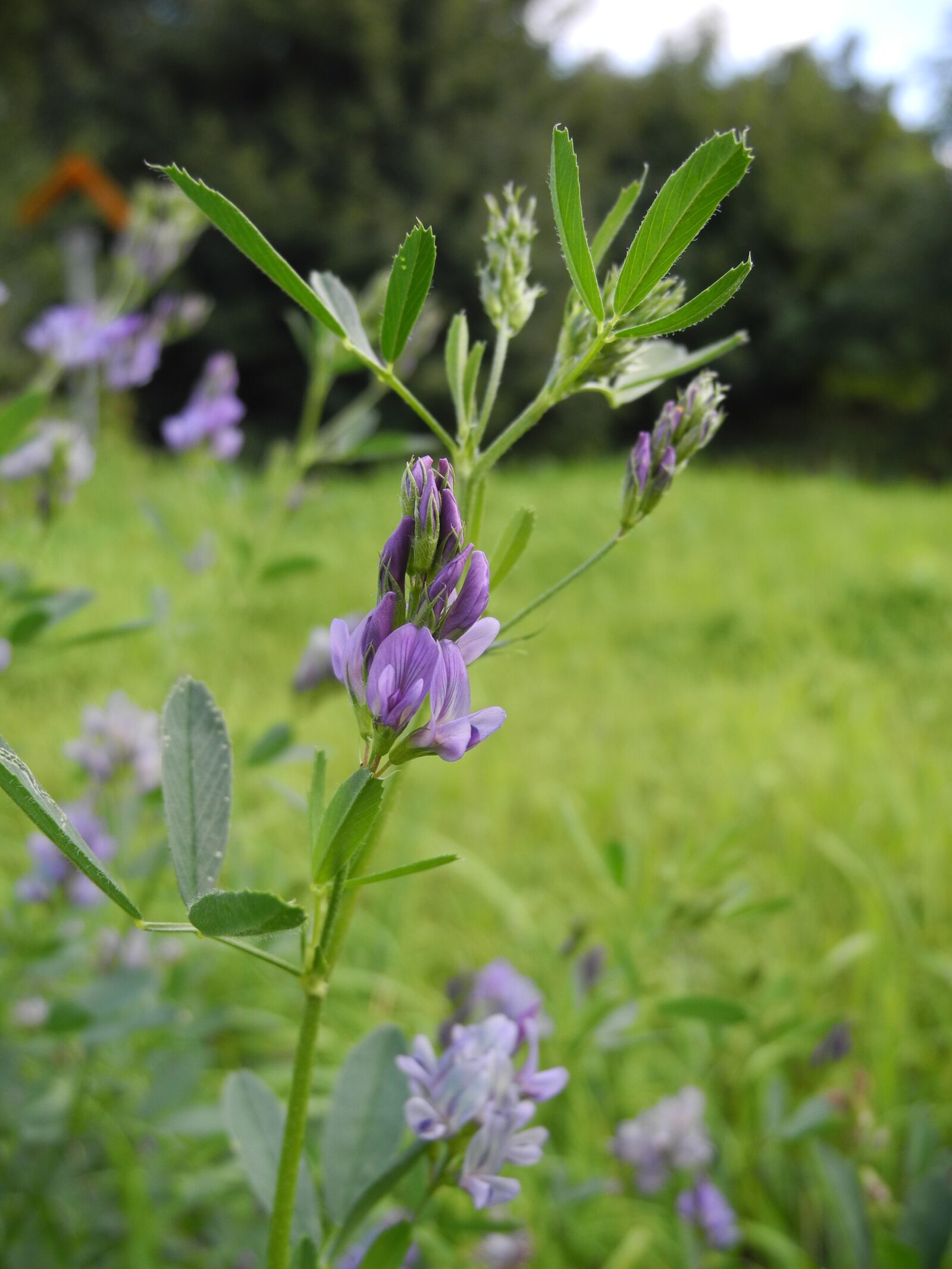 Nikon Coolpix P7000 sample photo. Plants, petals violets, flowering photography