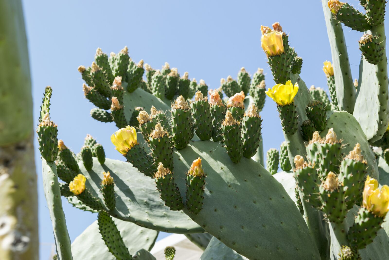 Nikon D5300 sample photo. Prickly pears, flowers, cactus photography