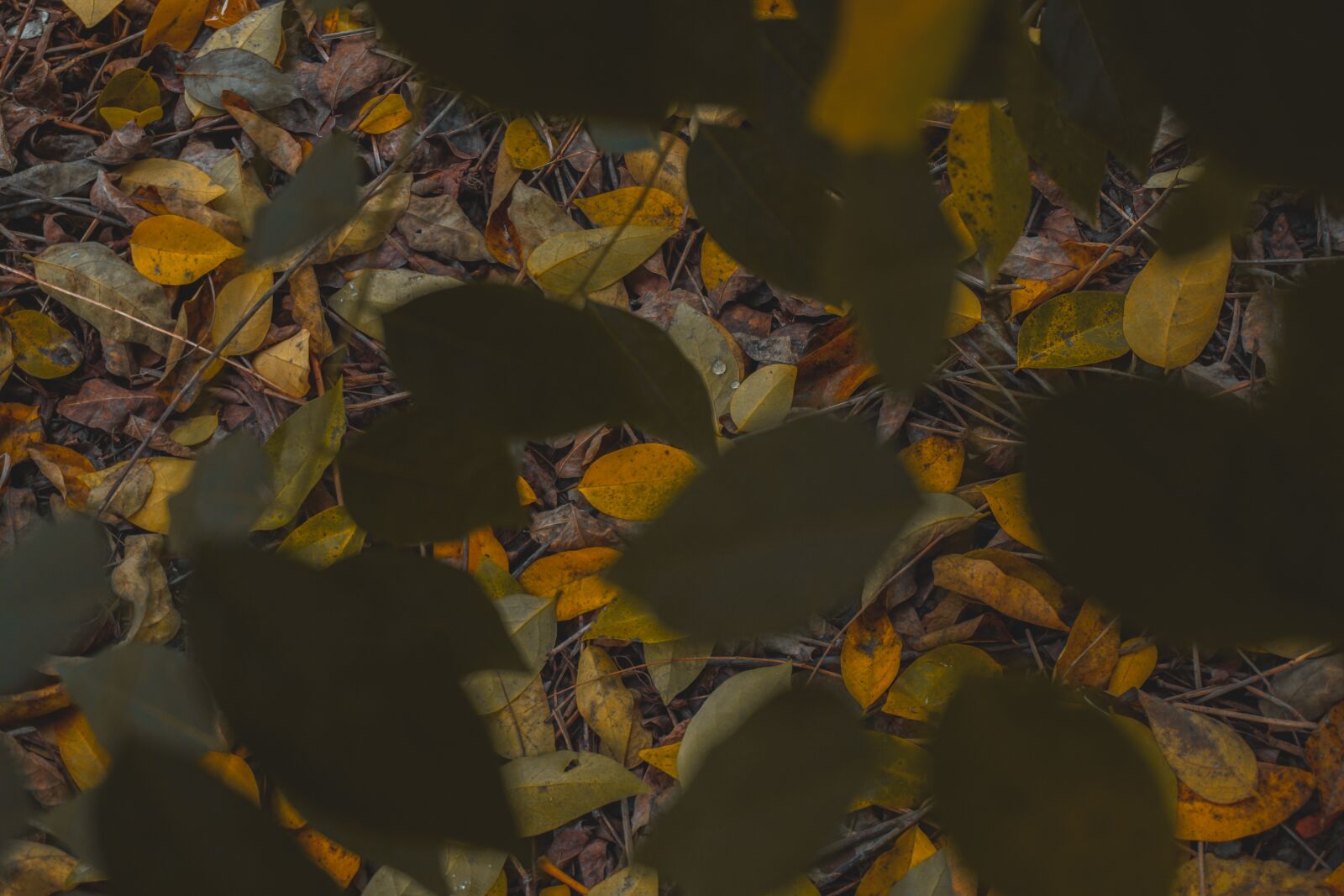 Sony E 16-50mm F3.5-5.6 PZ OSS sample photo. The leaves, dry leaves photography