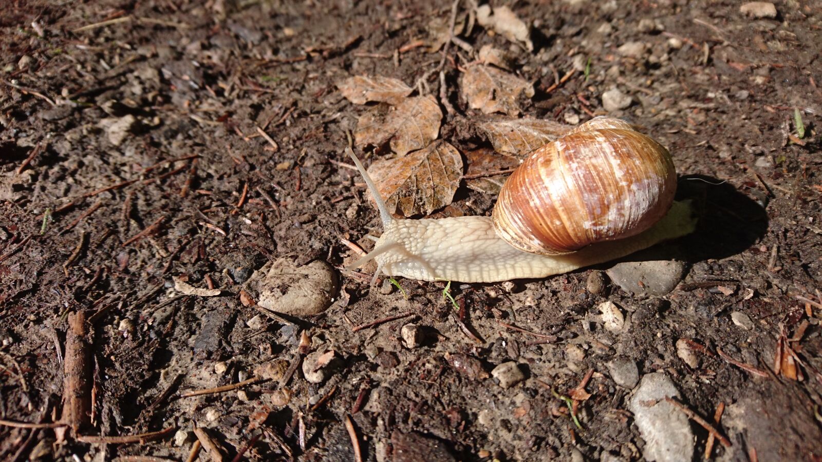 Sony Xperia Z5 Compact sample photo. Snail, entschleunigung, shell photography