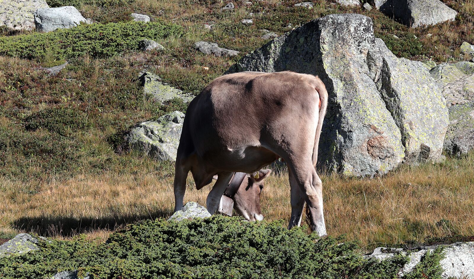 Canon EF 50mm F1.8 STM sample photo. Mountain cow, alpine, cow photography