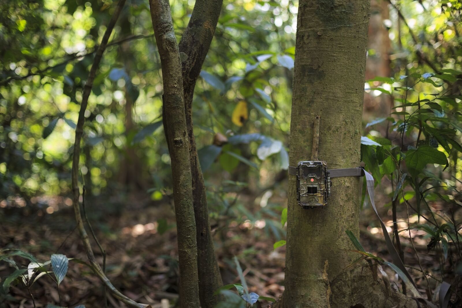 Canon EOS 6D + Canon EF 50mm F1.4 USM sample photo. Camera, trap, danger photography