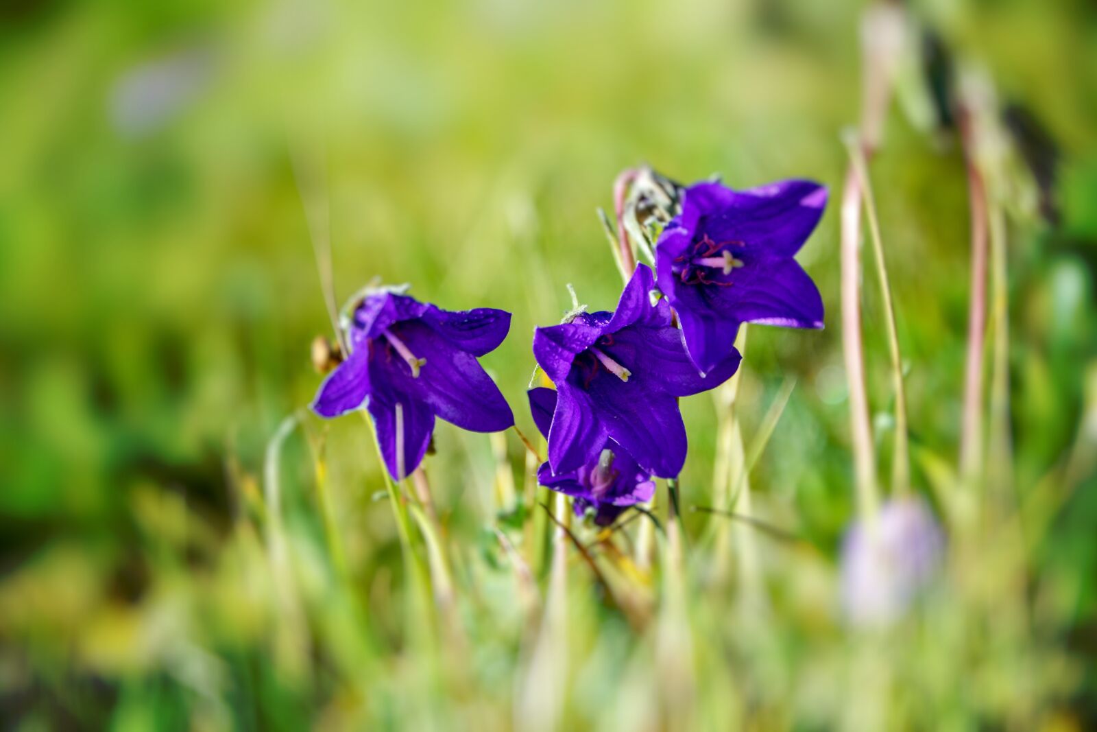 Nikon D7100 sample photo. Bellflower, close-up, detail photography