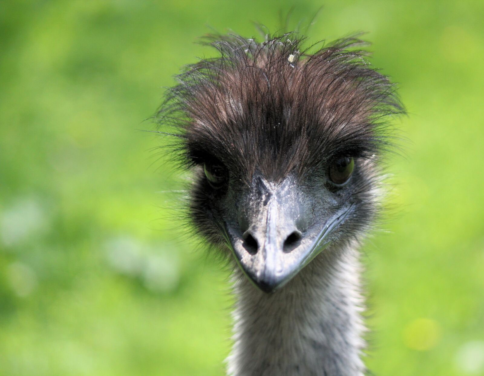 Canon EOS 550D (EOS Rebel T2i / EOS Kiss X4) sample photo. The ostrich, head, bird photography