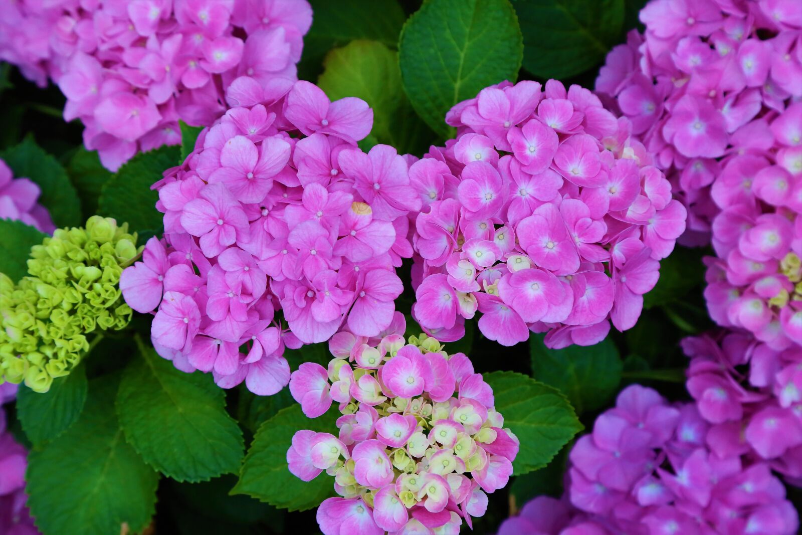 Canon EF 24-105mm F4L IS USM sample photo. Flower, nature, color photography