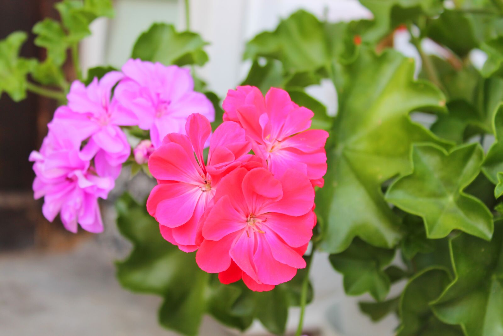 Canon EOS 1100D (EOS Rebel T3 / EOS Kiss X50) sample photo. Pink, green, flower photography