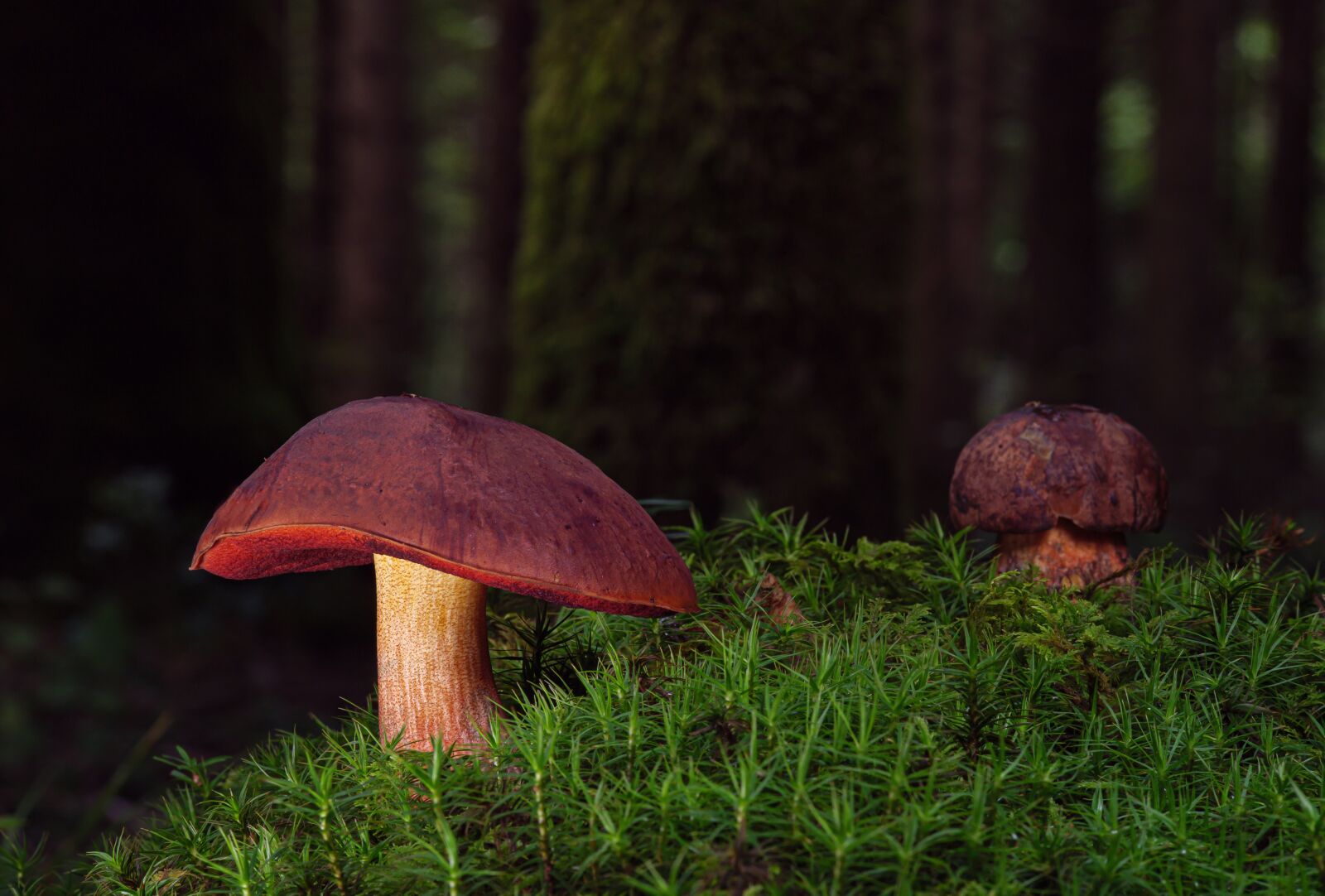 Panasonic Lumix DC-G9 sample photo. Witches placidus, mushrooms, mushroom photography