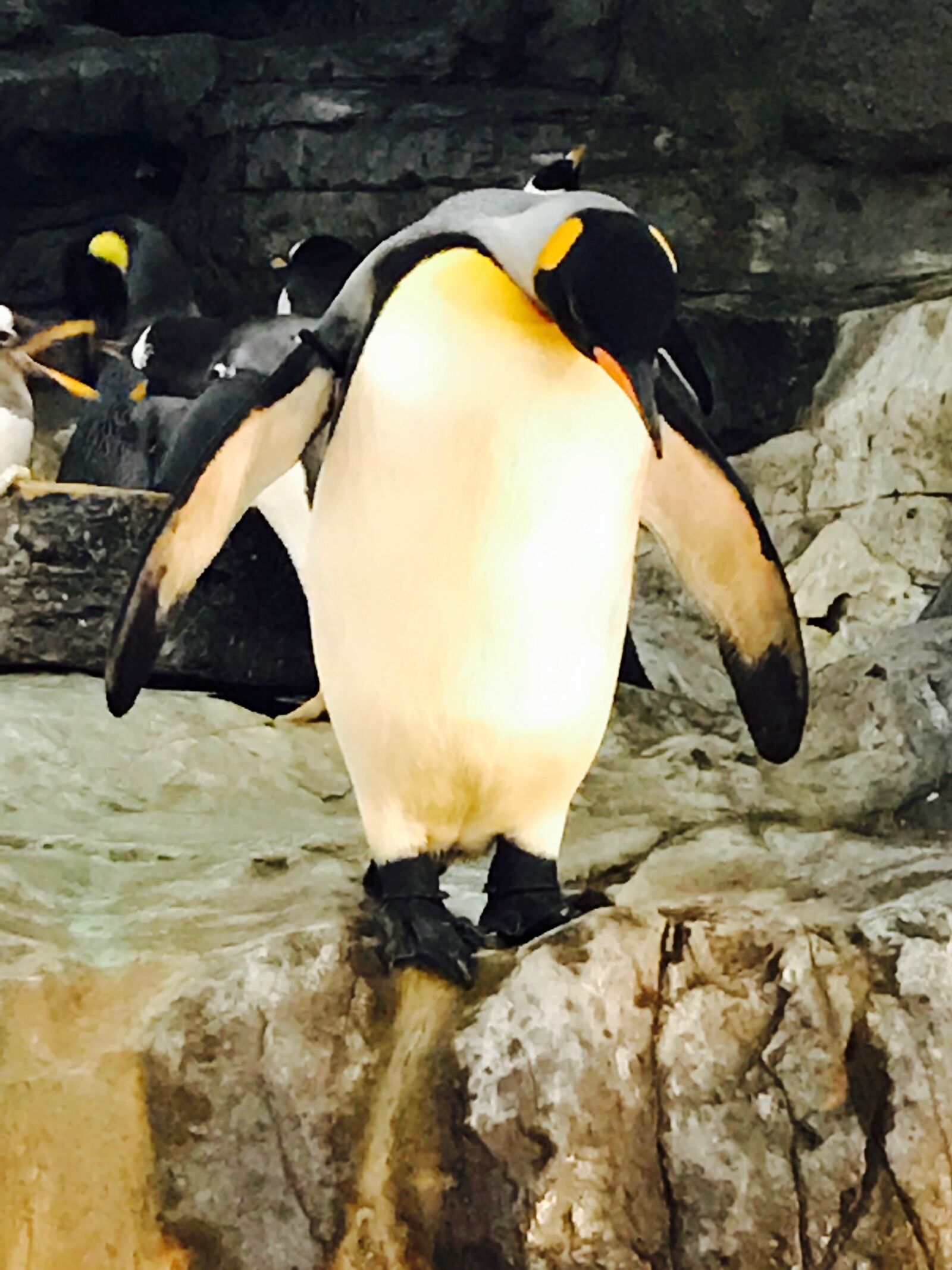 iPhone 7 back camera 3.99mm f/1.8 sample photo. Penguin, zoo photography