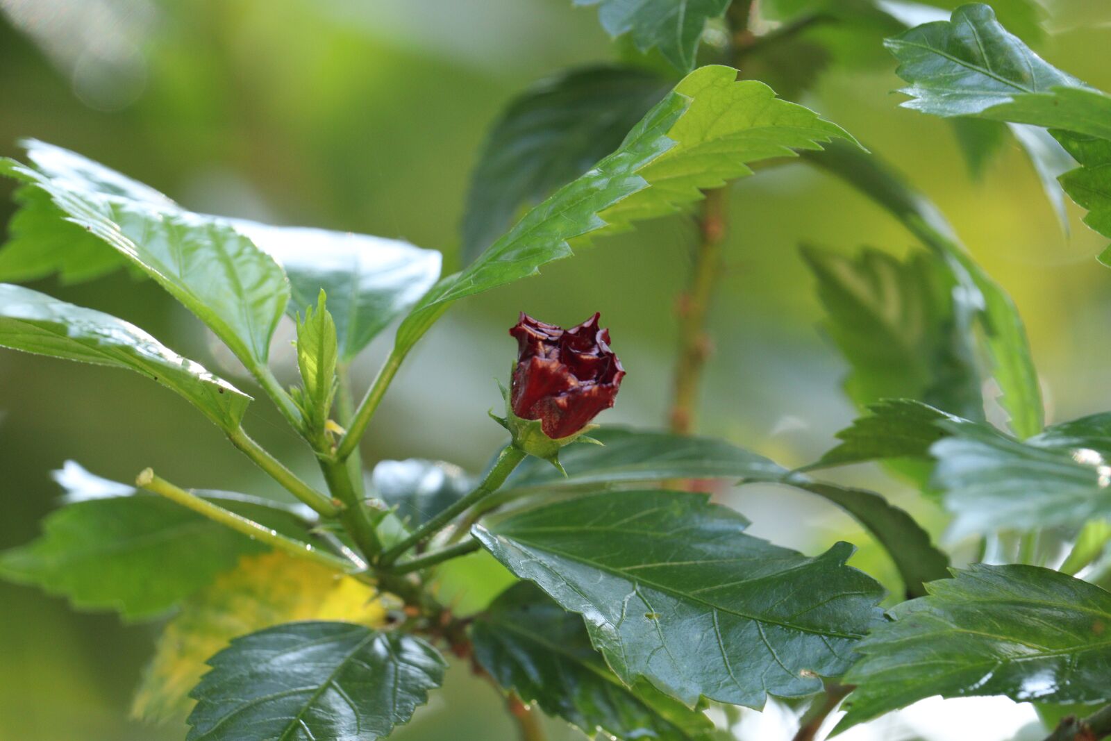 Canon EOS 250D (EOS Rebel SL3 / EOS Kiss X10 / EOS 200D II) sample photo. Green, leaf, flower photography