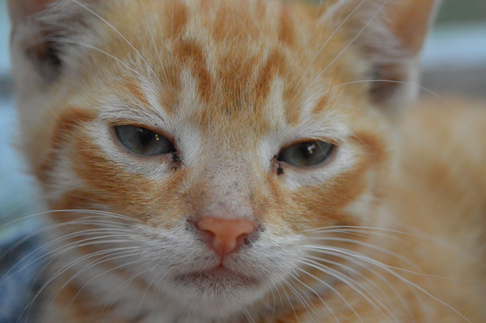Nikon D3200 sample photo. Kitten, small pussy, cute photography