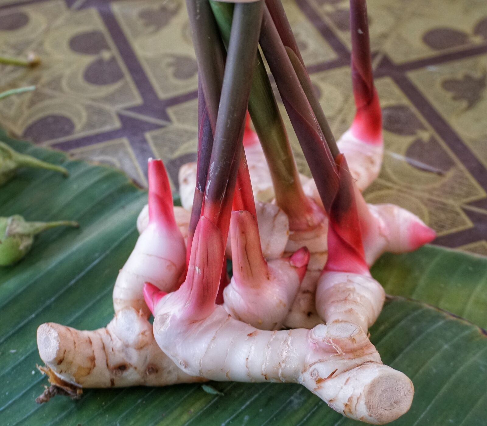 Sony a6300 sample photo. Galangal, herb, ginger photography