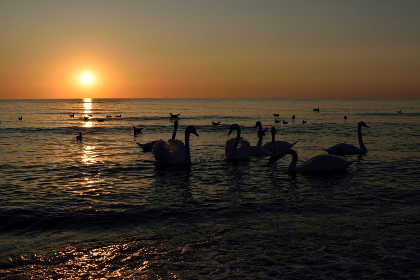 Nikon D5300 sample photo. Twilight, swans, silhouettes photography