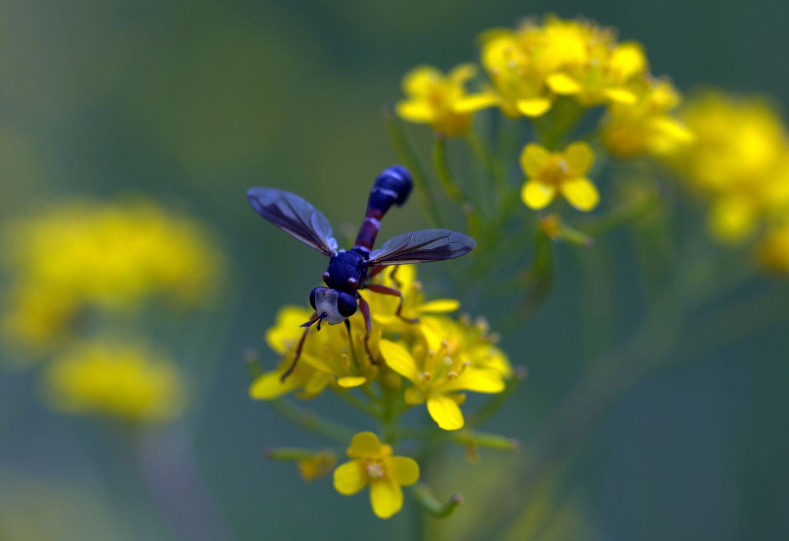 Canon EF-S 60mm F2.8 Macro USM sample photo. Wasp, flower, yellow photography