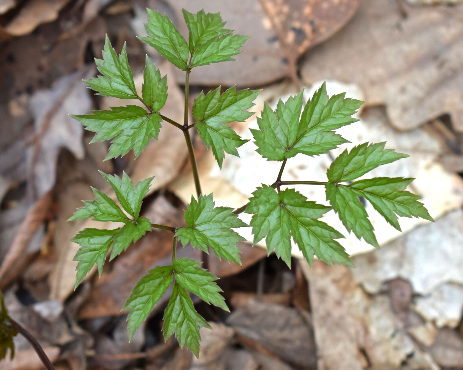 Nikon D3300 sample photo. Black cohosh, new leaves photography