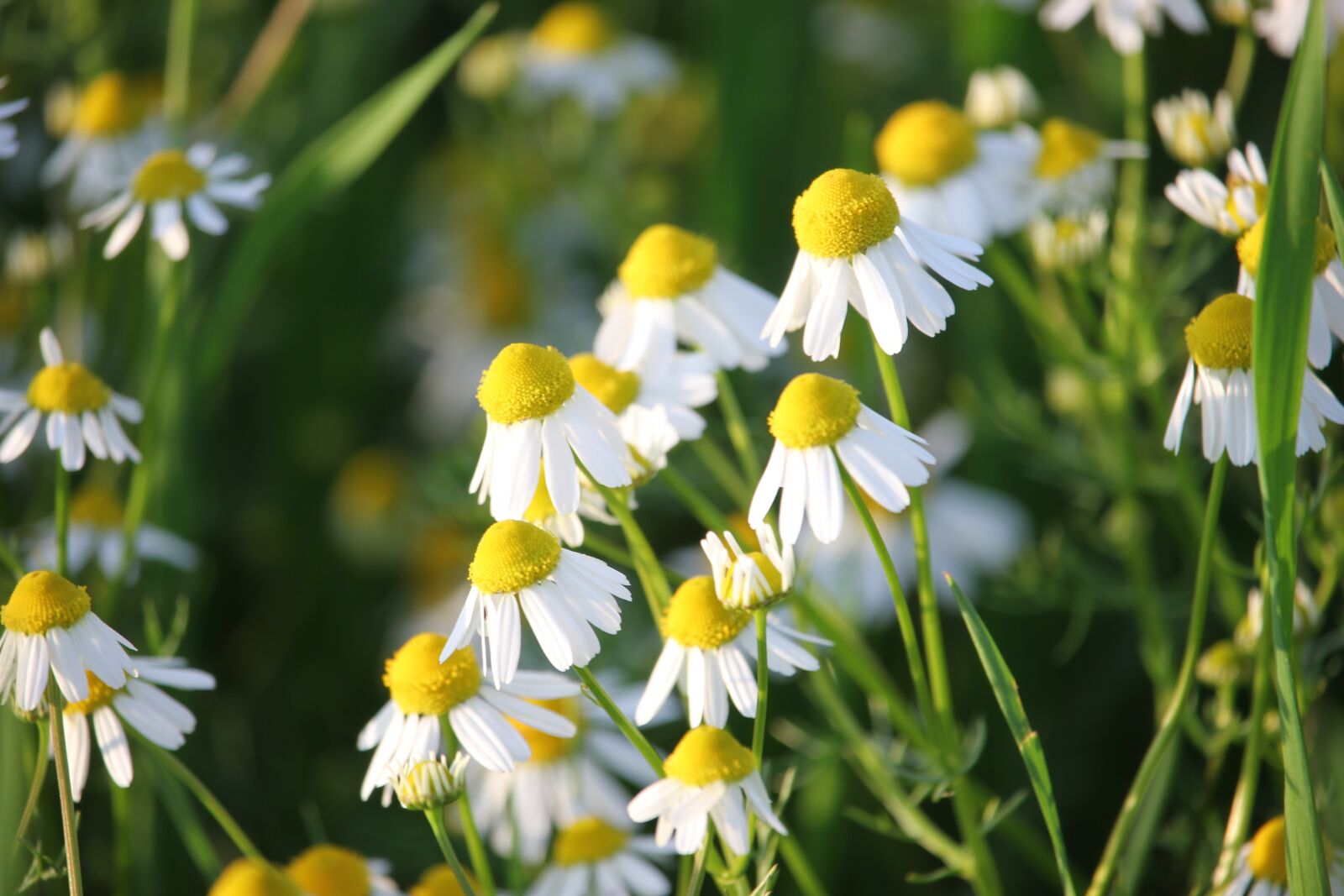 Canon EOS 550D (EOS Rebel T2i / EOS Kiss X4) sample photo. Matricaria chamomilla, herb, flower photography