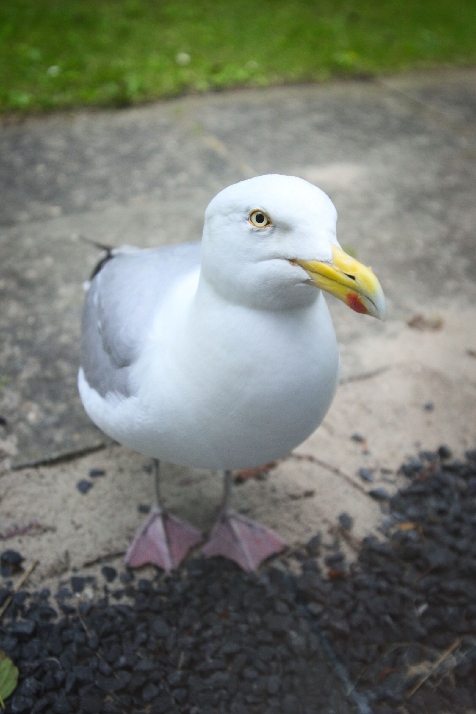 Nikon D600 sample photo. Bird, water bird, animal photography