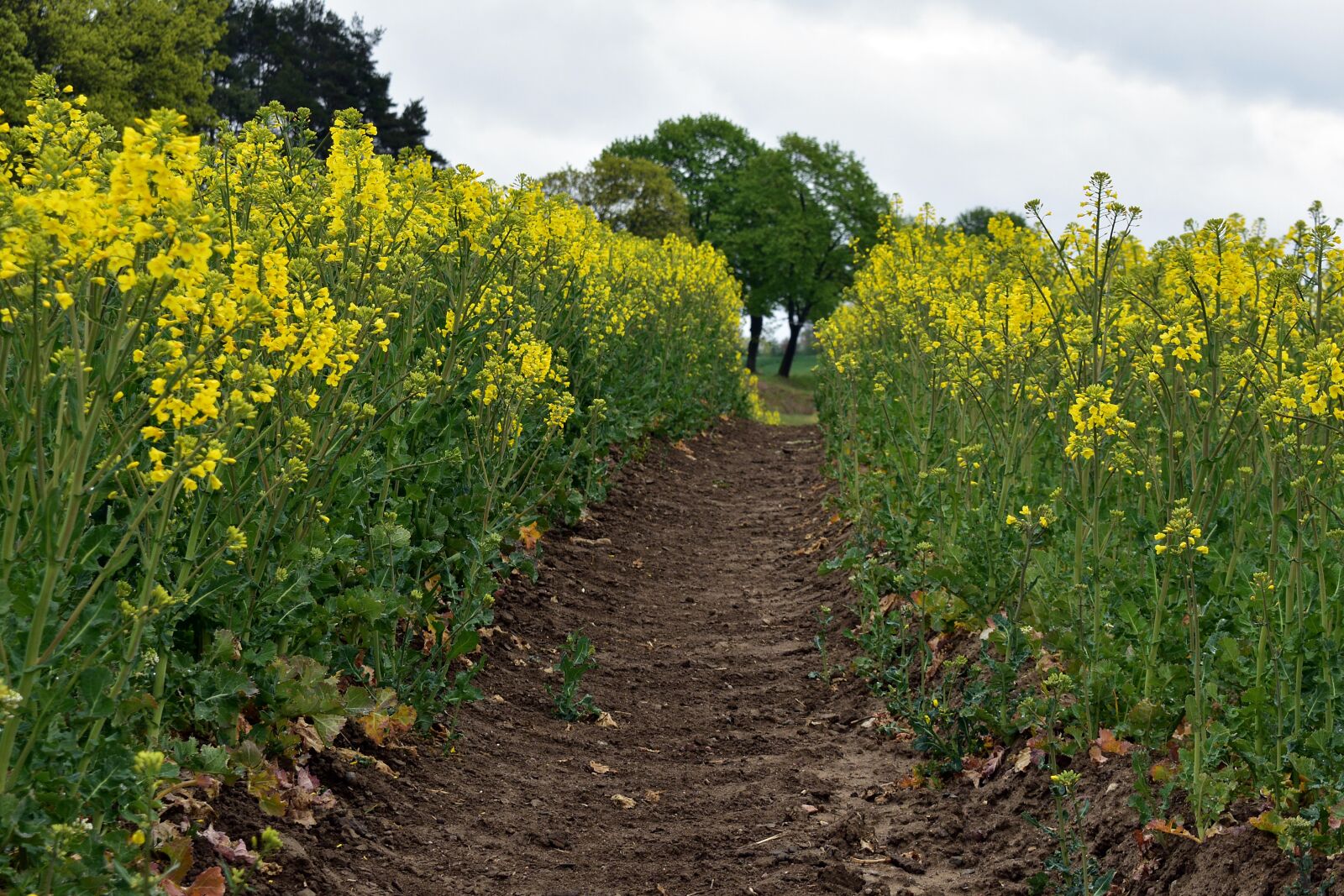 Nikon D3400 sample photo. Rapeseed, field, yellow photography